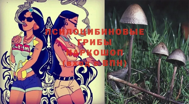 Псилоцибиновые грибы Magic Shrooms  Вичуга 